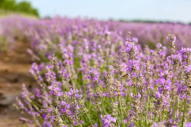 Güzel lavanta tarlası yaz günü, yakın çekim.