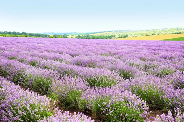 Belo Campo Lavanda Dia Verão — Fotografia de Stock