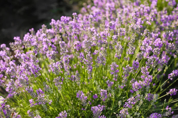 Beautiful Lavender Field Summer Day Closeup — Stock Photo, Image