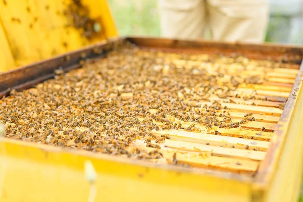 Honey Super Frames Apiary — Stock Photo, Image