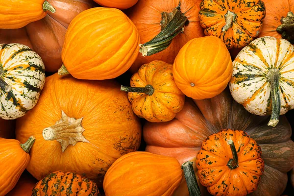 Many Ripe Pumpkins Background Closeup — Stock Photo, Image