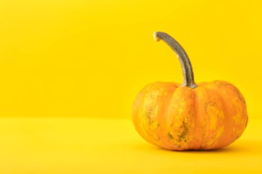 Renkli arkaplanda olgun balkabağı