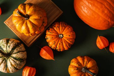Renkli arkaplanda taze kabak ve bitki örtüsü bileşimi, yakın plan.