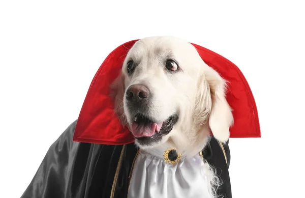 Cute Labrador Dog Dressed Halloween Party White Background — Stock Photo, Image