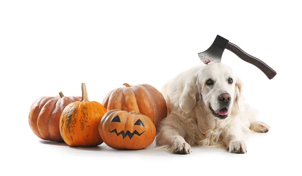 Cão Labrador Bonito Com Decoração Halloween Abóboras Fundo Branco — Fotografia de Stock