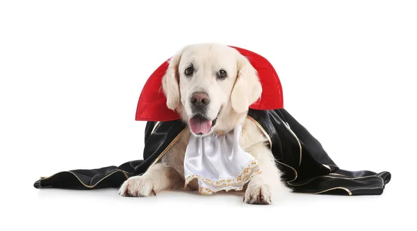 Cute Pies Labrador Ubrany Halloween Party Białym Tle — Zdjęcie stockowe