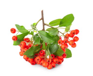Beyaz arkaplanda bir grup olgun rowan