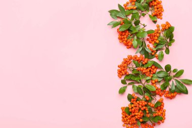 Pembe arka planda olgun yaban mersini