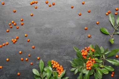 Koyu arkaplanda kırmızı rowan üzümlerinden yapılmış çerçeve