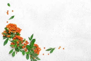 Hafif arkaplanda bir sürü yaban mersini