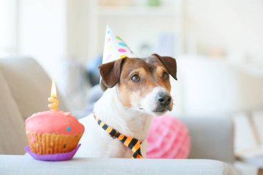 Güzel köpek evde doğum gününü kutluyor.
