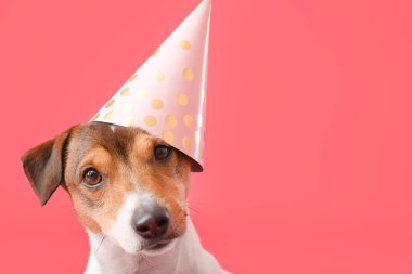 Parti şapkalı sevimli bir köpek.