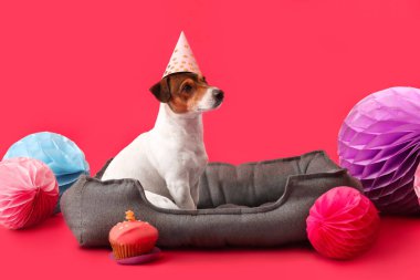 Parti şapkalı sevimli köpek ve renkli arka planda doğum günü pastası.