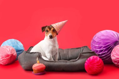 Parti şapkalı sevimli köpek ve renkli arka planda doğum günü pastası.