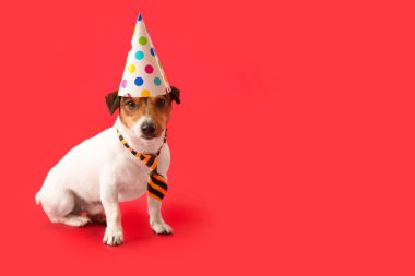 Parti şapkalı sevimli bir köpek.