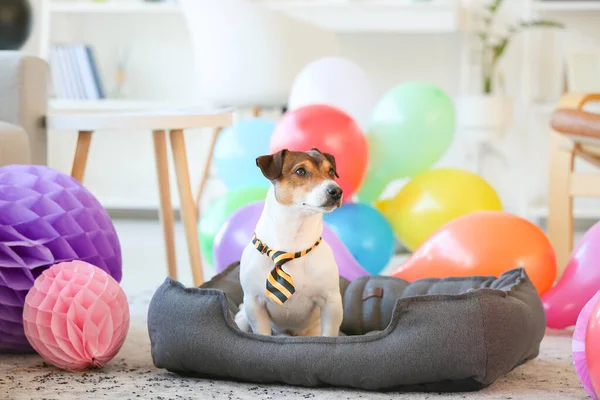 Cão Adorável Comemorando Aniversário Casa — Fotografia de Stock