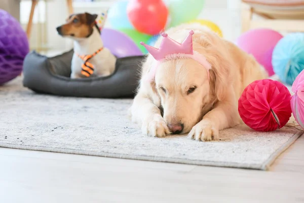 自宅で誕生日を祝う愛らしい犬 — ストック写真
