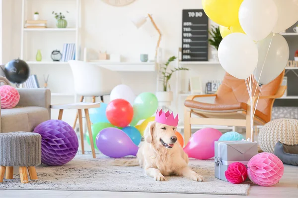 自宅で誕生日を祝う愛らしい犬 — ストック写真