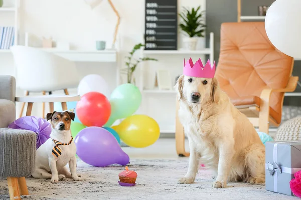 Adorables Chiens Célébrant Leur Anniversaire Maison — Photo