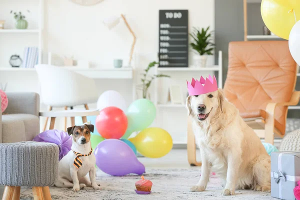 Adorable dogs celebrating birthday at home