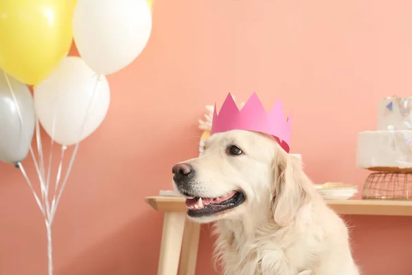 自宅で誕生日を祝う愛らしい犬 — ストック写真