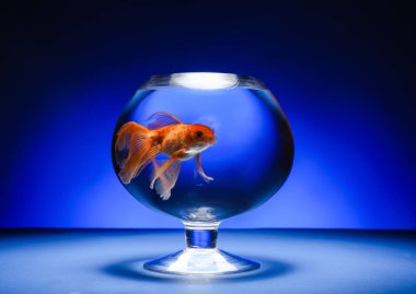 Renkli tabakta güzel altın balıklar