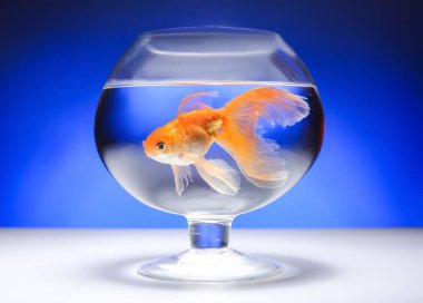 Renkli tabakta güzel altın balıklar