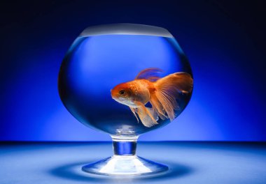 Renkli tabakta güzel altın balıklar