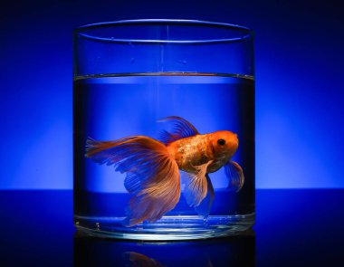 Renkli tabakta güzel altın balıklar