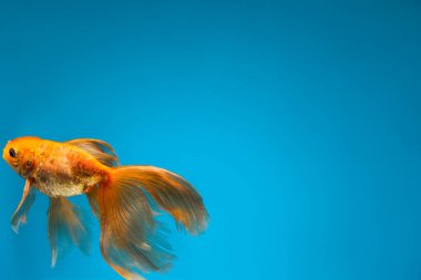 Renkli arka planda güzel altın balıklar