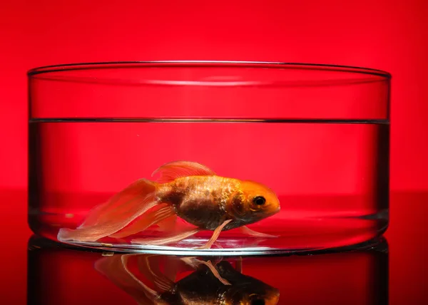 Beautiful gold fish in bowl on color background