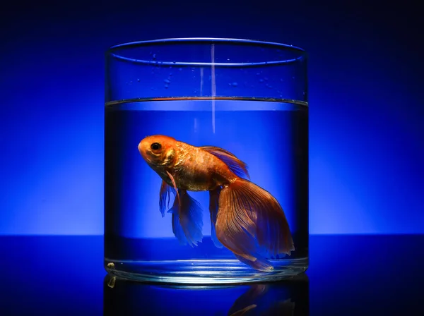 Beau Poisson Doré Dans Bol Sur Fond Couleur — Photo