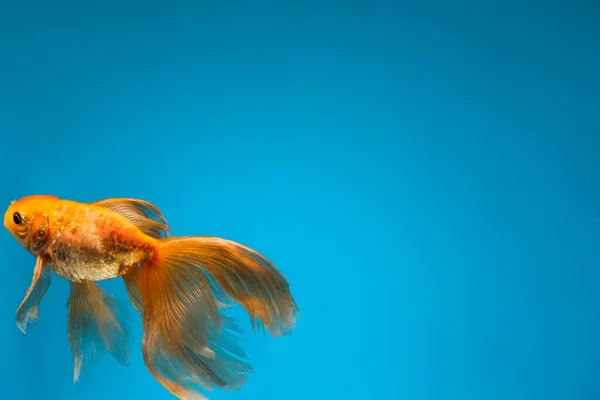 Beautiful gold fish on color background