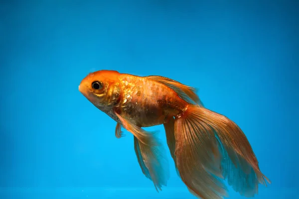 Schöne Goldfische Auf Farbigem Hintergrund — Stockfoto