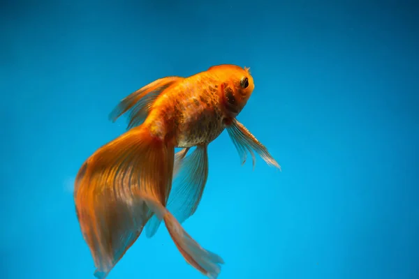 Schöne Goldfische Auf Farbigem Hintergrund — Stockfoto