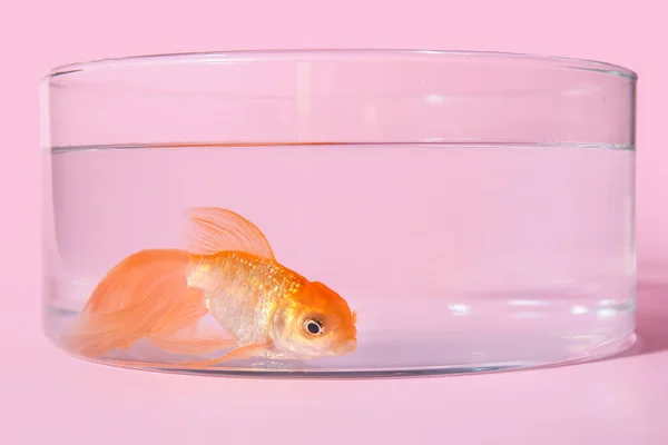 Schöne Goldfische Schale Auf Farbigem Hintergrund — Stockfoto