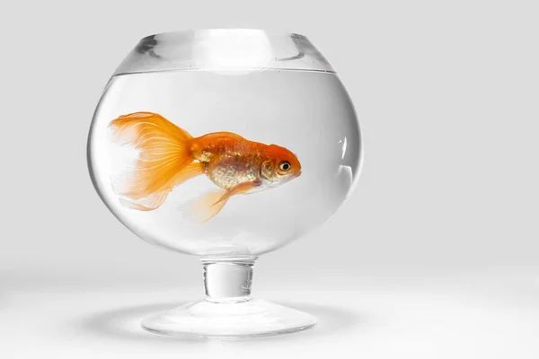 Beautiful Gold Fish Bowl Light Background Stock Image