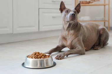 Mutfakta kuru yiyecekle kasenin yanında yatan sevimli Tayland köpeği.