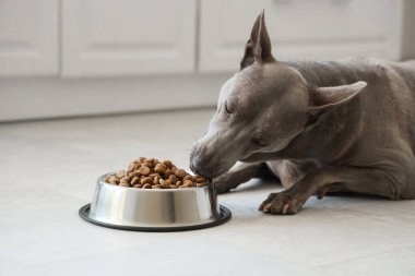 Mutfakta kuru yiyecekle kasenin yanında yatan sevimli Tayland köpeği.