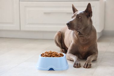 Mutfakta kuru yiyecekle kasenin yanında yatan sevimli Tayland köpeği.