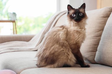 Oturma odasındaki gri kanepede oturan sevimli Taylandlı kedi.