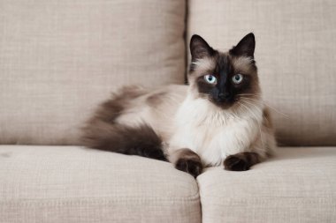 Oturma odasındaki gri kanepede uzanmış şirin Tayland kedisi, yakın plan.