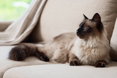 Oturma odasındaki gri kanepede uzanmış şirin Tayland kedisi, yakın plan.