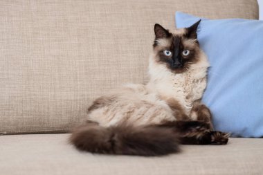 Oturma odasındaki gri kanepede uzanmış şirin Tayland kedisi, yakın plan.