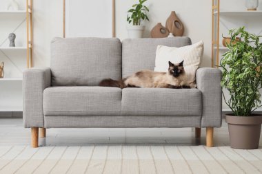 Oturma odasındaki gri kanepede yatan sevimli Taylandlı kedi.