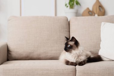 Oturma odasındaki gri kanepede yatan sevimli Taylandlı kedi.