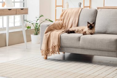 Oturma odasındaki gri koltukta yatan sevimli Tayland kedisi.