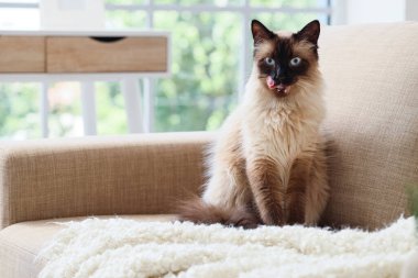 Oturma odasındaki gri kanepede oturan sevimli Taylandlı kedi.