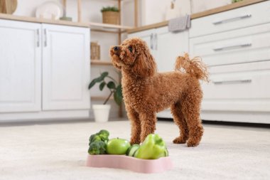 Mutfakta taze sebzelerle kasenin yanında sevimli oyuncak kaniş köpeği.