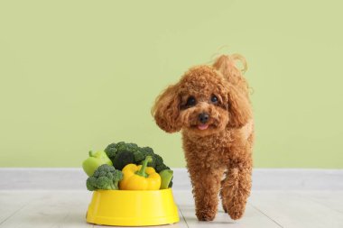 Şirin oyuncak köpek ve yeşil duvarın yanında taze sebzeli kase.